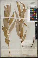 Foto von Salix acmophylla Boiss.
